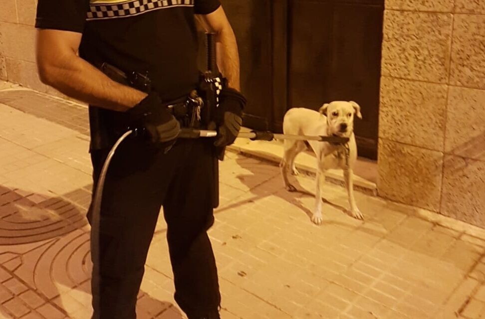 La policía local denuncia al propietario de un perro por abandono