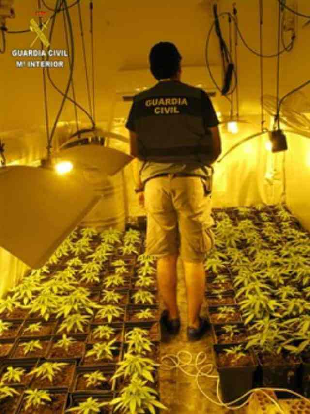 Dos detenidos en Utrera por el cultivo de más de 700 plantas de marihuana