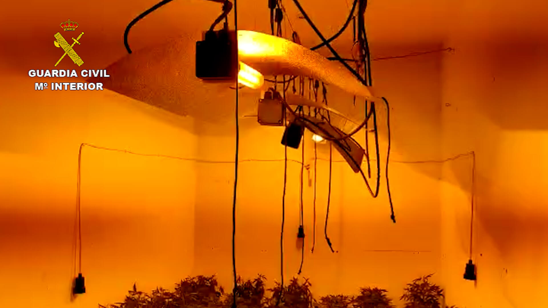 La Guardia Civil de Utrera incauta 444 plantas de marihuana en una vivienda ocupada ilegalmente