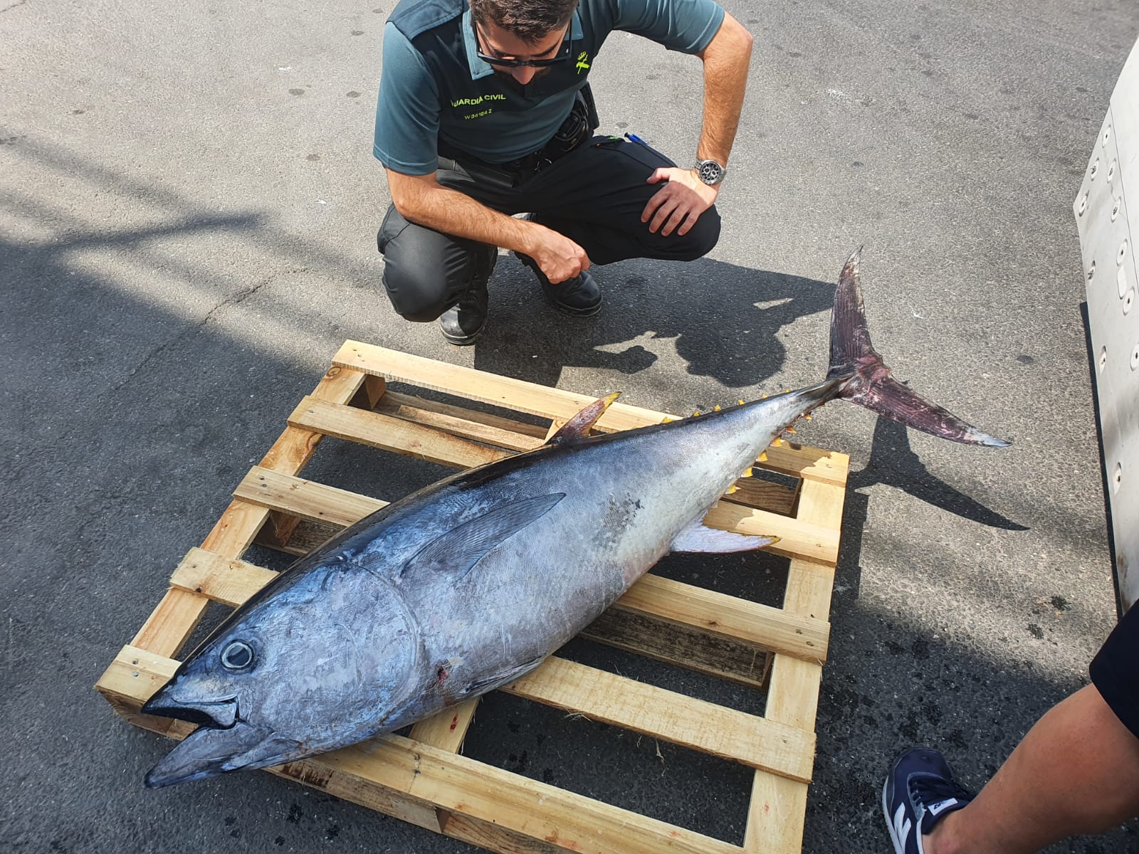 La Guardia Civil de Utrera incauta un atún de 40kg sin documentación