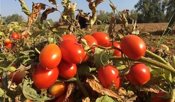 La sequía provoca que la factoría de tomate industrial del Grupo Conesa no abra su fábrica en Utrera