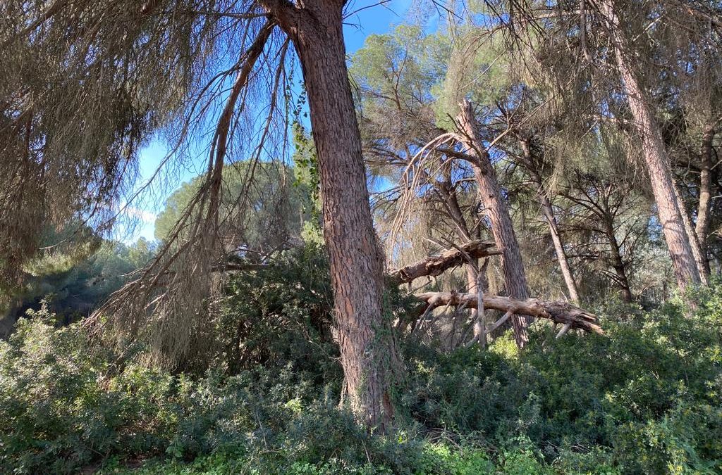 La Fundación del Centro Girasol estrena el documental “El Pinar de Doña: un tesoro natural en Utrera” este miércoles