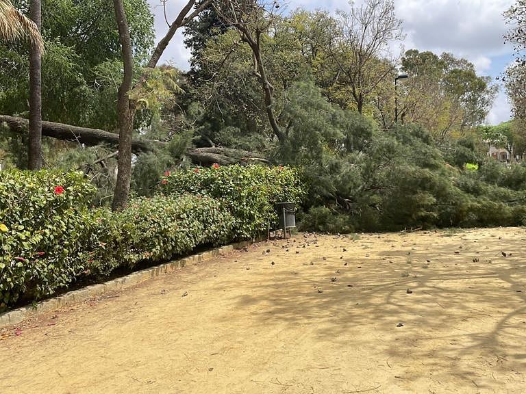Cae un árbol octogenario en el parque de Consolación la tarde del viernes