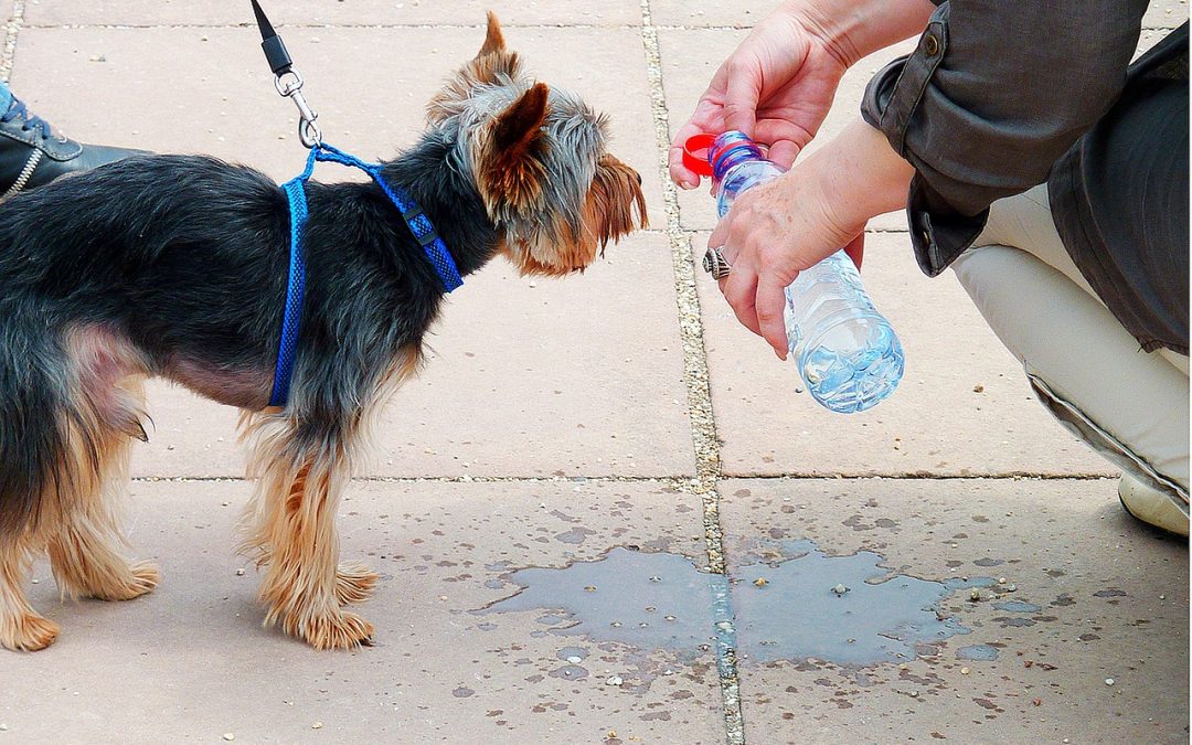 El Ayuntamiento lanza unos consejos para el bienestar de nuestras mascotas en verano