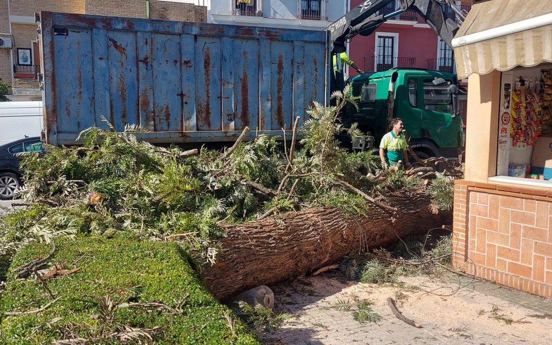 El gobierno local solicitará declarar Utrera Zona Catastrófica tras los efectos del temporal de viento