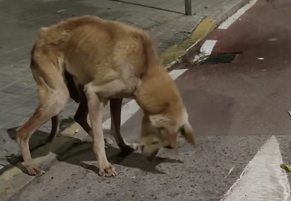 El grupo de rescate de Animales perdidos en Utrera busca a un perro en muy mal estado