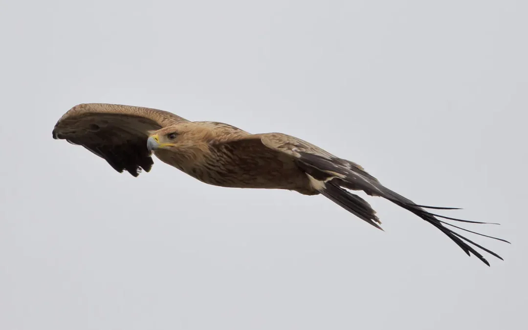Investigadas cuatro personas por el supuesto envenenamiento de águilas en Utrera y El Cuervo