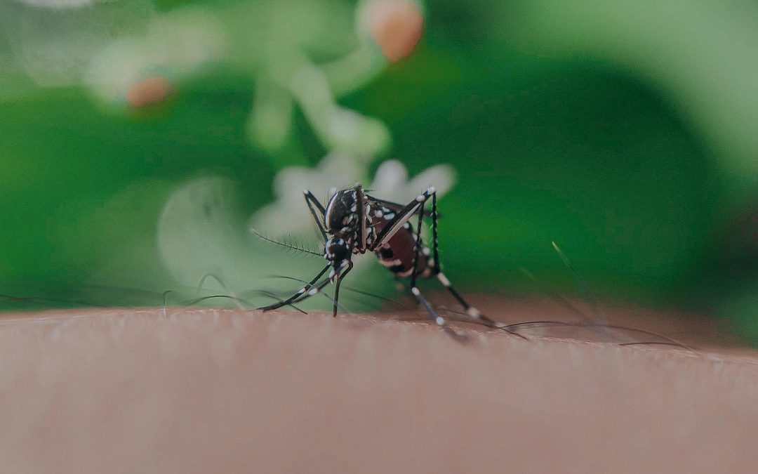 Fallece la mujer navarra que se infectó en Utrera del virus del Nilo