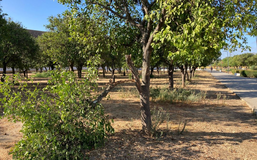 El PSOE acusa al gobierno local de tener en un «claro abandono» al parque del V Centenario