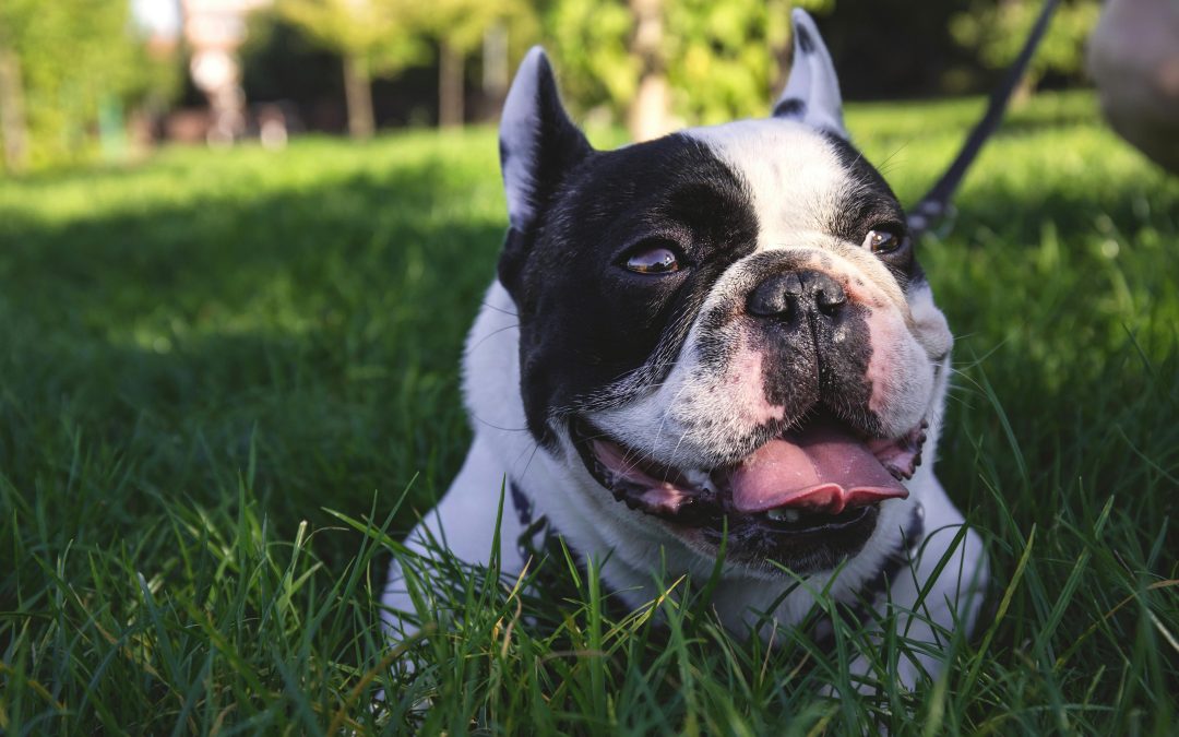 Utrera+ propone iniciativas para mejorar la convivencia con mascotas en la localidad