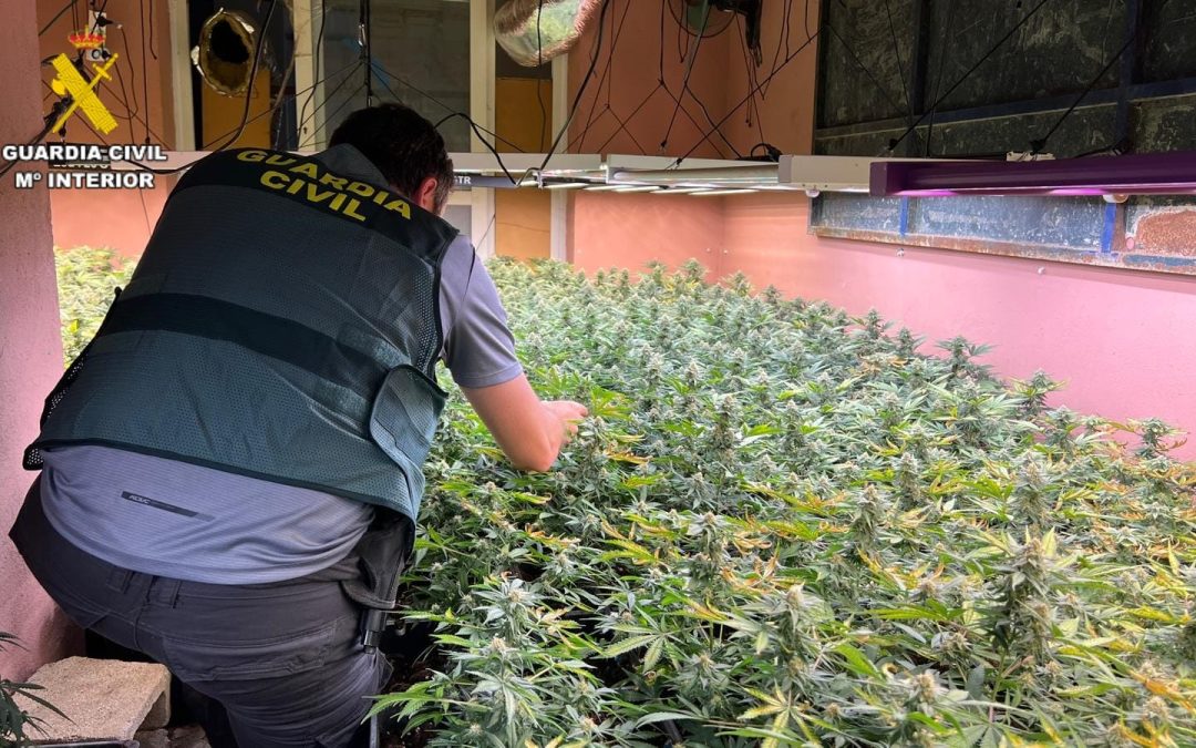 La Guardia Civil desmantela una plantación de marihuana en Utrera con 2.500 plantas