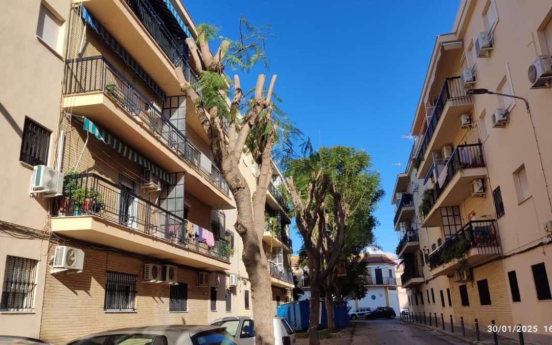 Red Utrera por el Clima se valdrá del Escaño Ciudadano en el pleno municipal para hablar del arbolado urbano