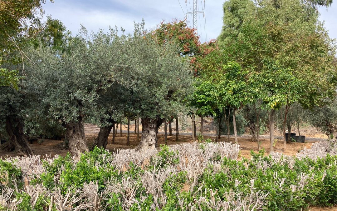Más de 2.000 nuevas plantas y 90 árboles serán plantados para reponer zonas despobladas en Utrera