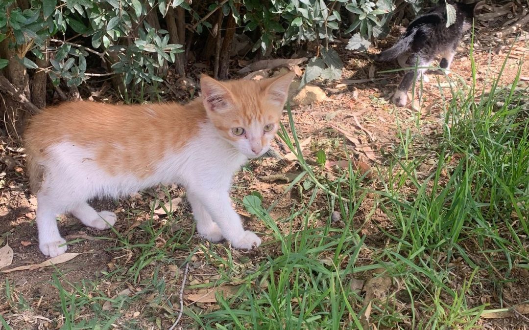Rescatada una cigüeña joven y dos crías de gatos en la zona del recinto ferial y parque de Consolación