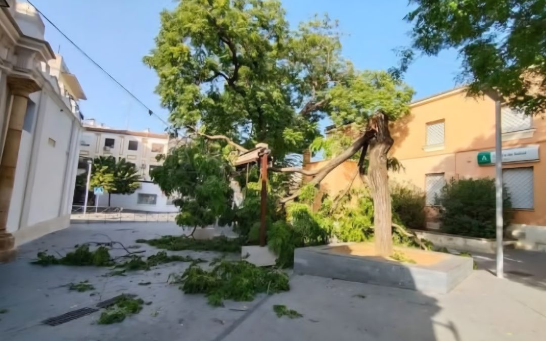La rotura de la copa de un árbol en Pío XII obliga a retirarlo y descubren un tronco dañado por actos vandálicos