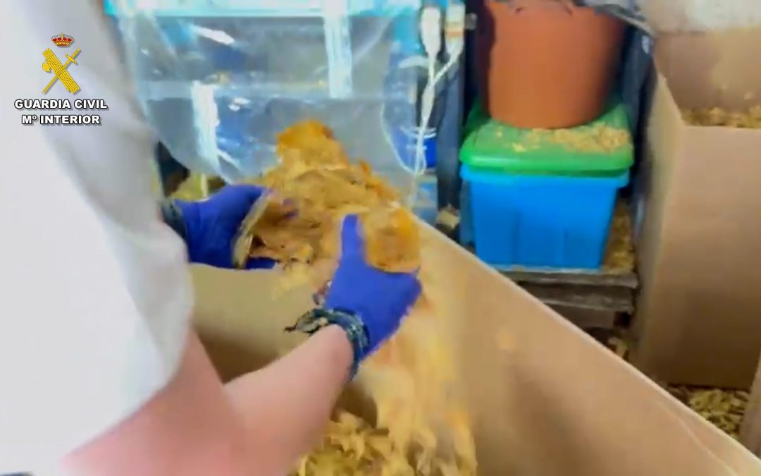 La Guardia Civil de Utrera colabora en la detención de 45 personas por fabricación y distribución ilegal de tabaco en Sevilla