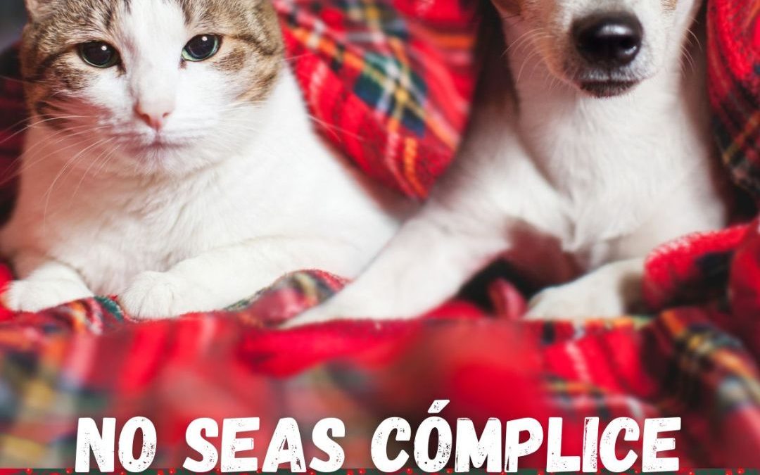 El consistorio lanza la campaña “No seas cómplice. Los animales no son un juguete» para prevenir el abandono