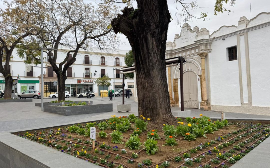 800 nuevas plantas para embellecer la zona de la Plaza de Pío XII