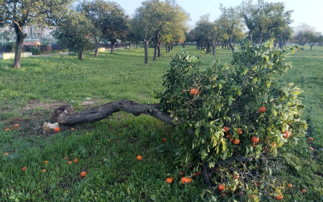 Los parques de Utrera y pedanías seguirán cerrados tras el mal tiempo de esta madrugada