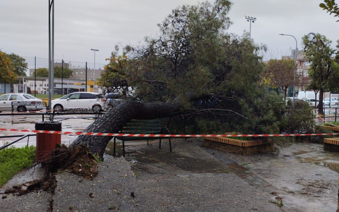 La jornada del 28 de enero, marcada por fuertes rachas de vientos, deja numerosas incidencias en Utrera