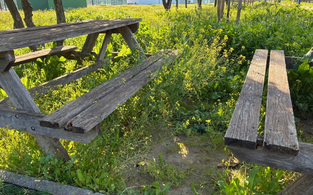 El PSOE de Utrera denuncia un «grave abandono» del Parque del V Centenario durante el puente de Andalucía
