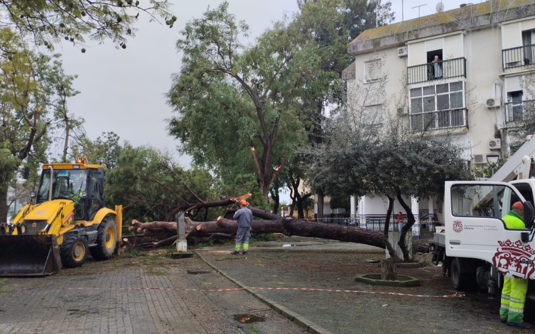 Numerosas incidencias en Utrera tras el paso del temporal este lunes en la ciudad