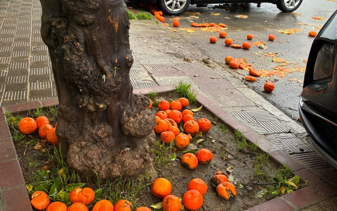 El PSOE denuncia «abandono y falta de planificación» en la recogida de naranjas en Utrera