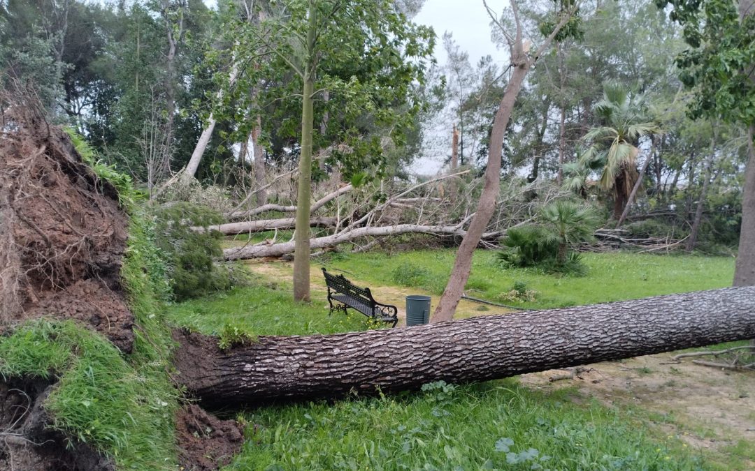 Una treintena de árboles perdidos tras el temporal en el Parque de Guadalema de los Quintero