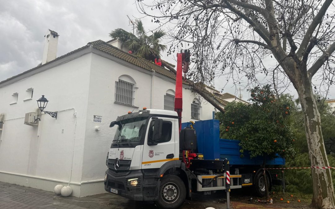 El temporal deja un complicado domingo en Utrera con la caída de un pino y una palmera