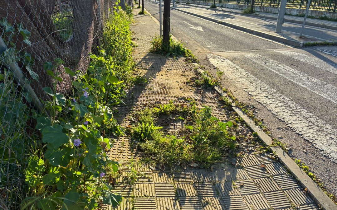 El PSOE de Utrera propone «una actuación urgente» para eliminar la maleza de los acerados urbanos
