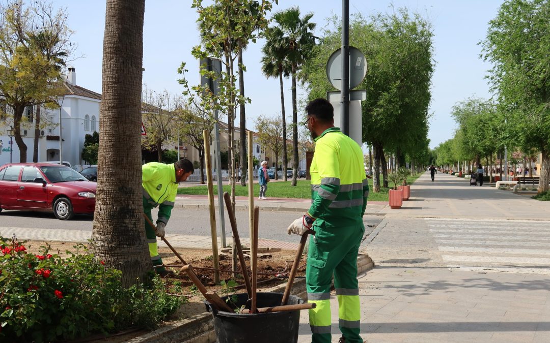 El Ayuntamiento de Utrera inicia una nueva campaña de plantación de arbolado en distintos puntos