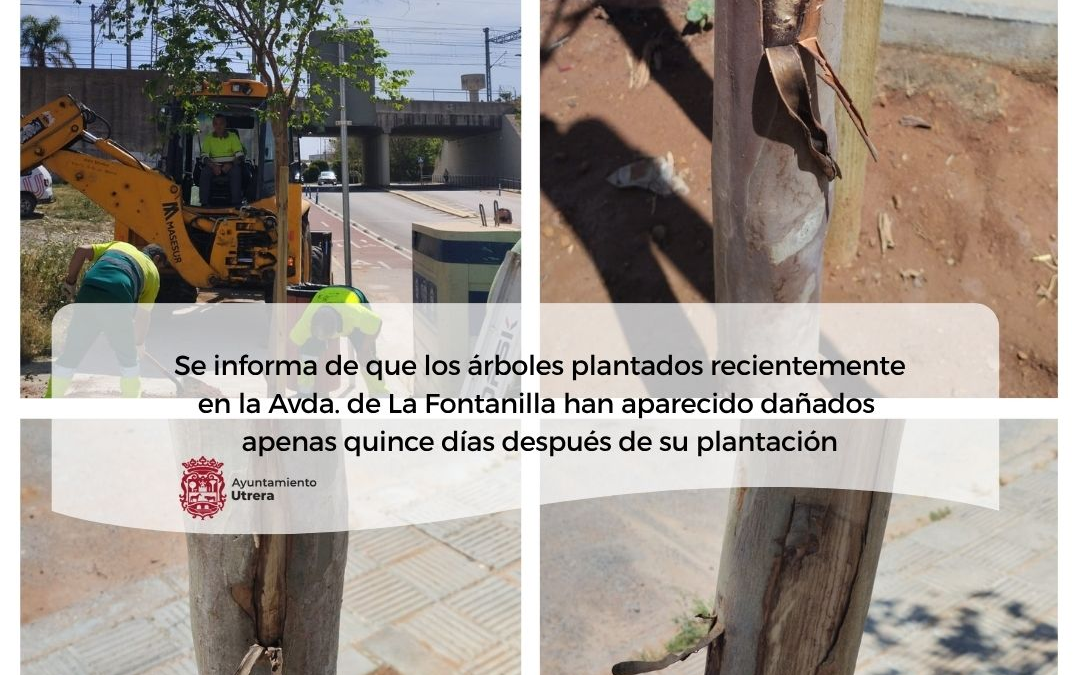 Denuncian actos vandálicos en los árboles recién plantados en La Fontanilla
