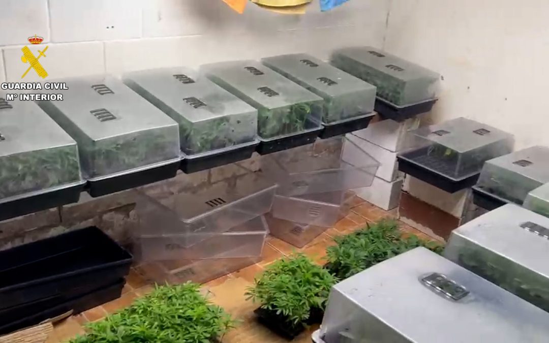 La Guardia Civil desmantela una importante plantación de marihuana en Utrera con tres detenidos