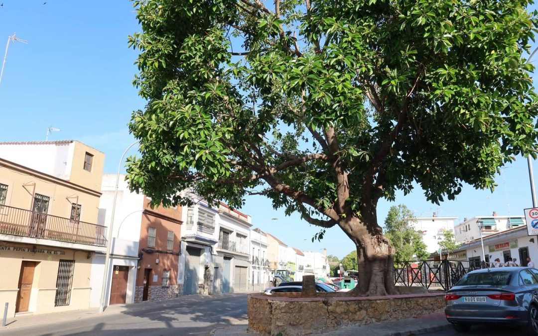 Parques y Jardines retira una palmera en la entrada de La Fontanilla para preservar el ficus y garantizar la seguridad ciudadana