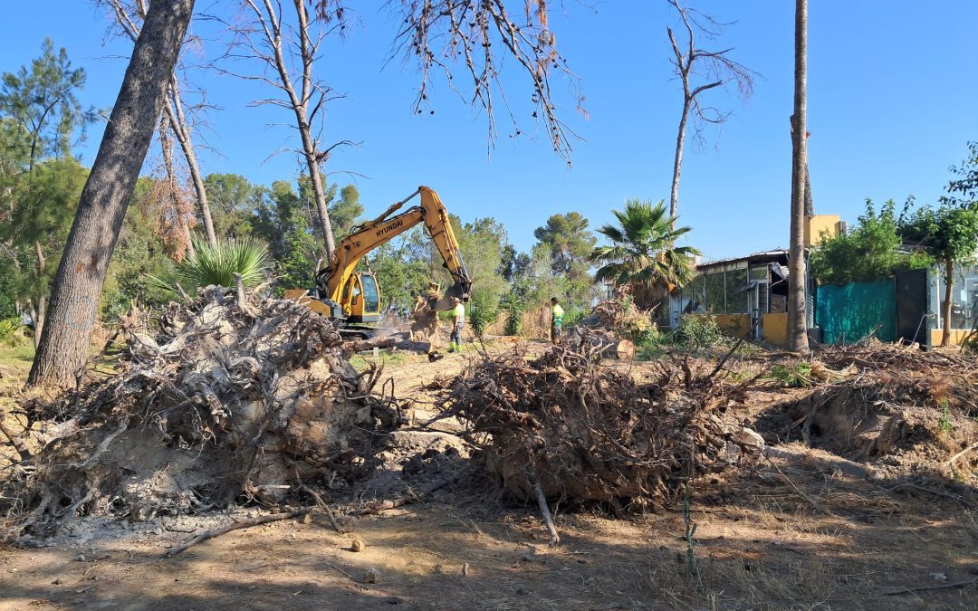 Retirados los 55 árboles de gran porte que el temporal derribó en el Parque de Guadalema