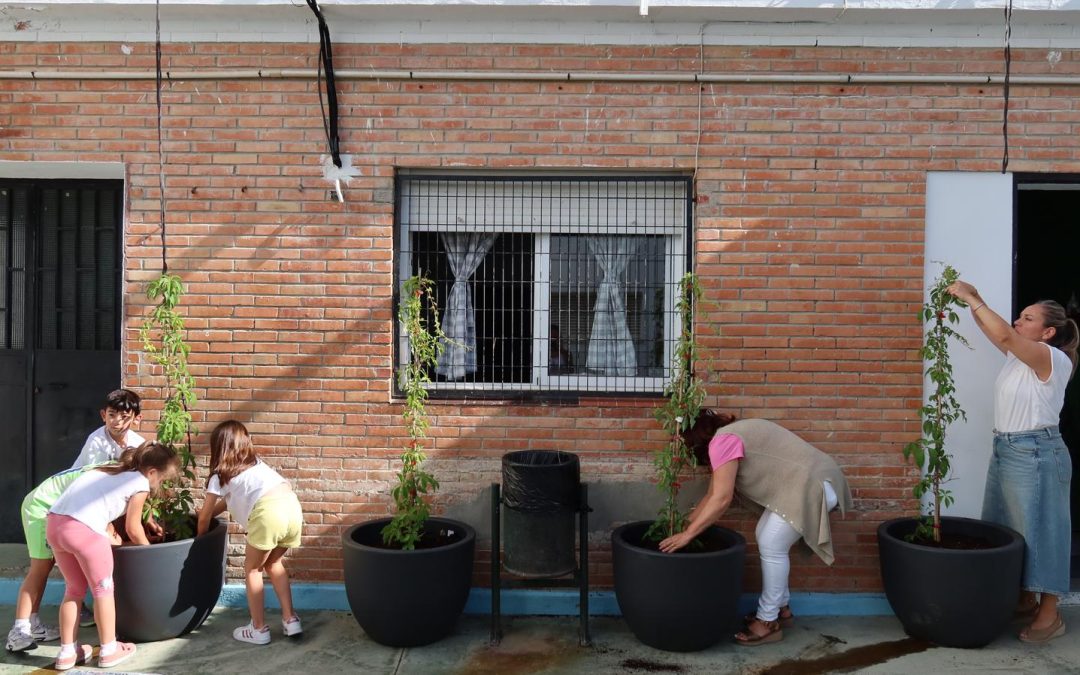 La delegación de Medio Ambiente lanza un ‘proyecto piloto’ de sombra natural en el CEIP Rodrigo Caro