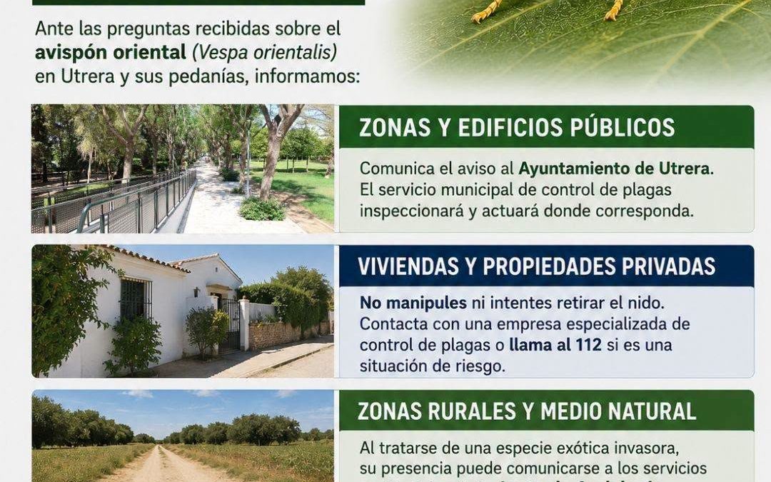 El gobierno local publica una guía de actuación frente a la presencia del avispón oriental en Utrera