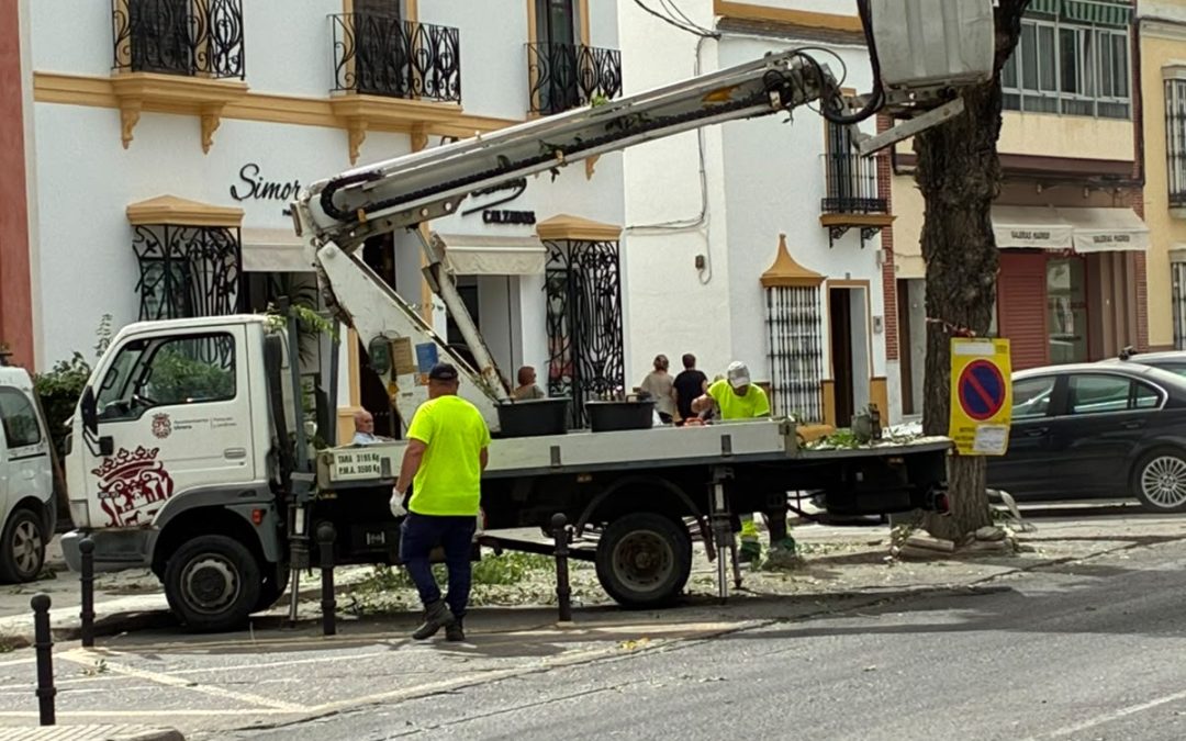 El PSOE denuncia el abandono del arbolado de Utrera y exige al Gobierno municipal paralizar las podas estivales