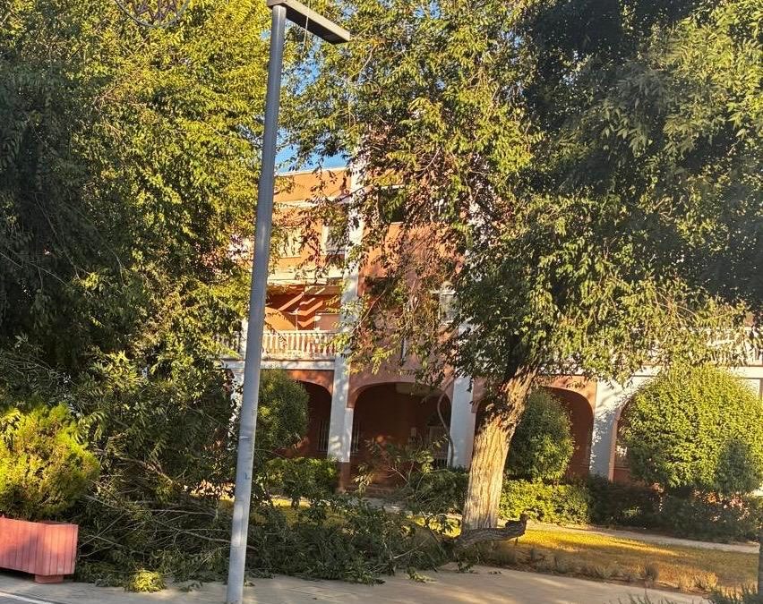 El PSOE propone actualizar el estudio del arbolado del Paseo de Consolación tras la caída de una rama