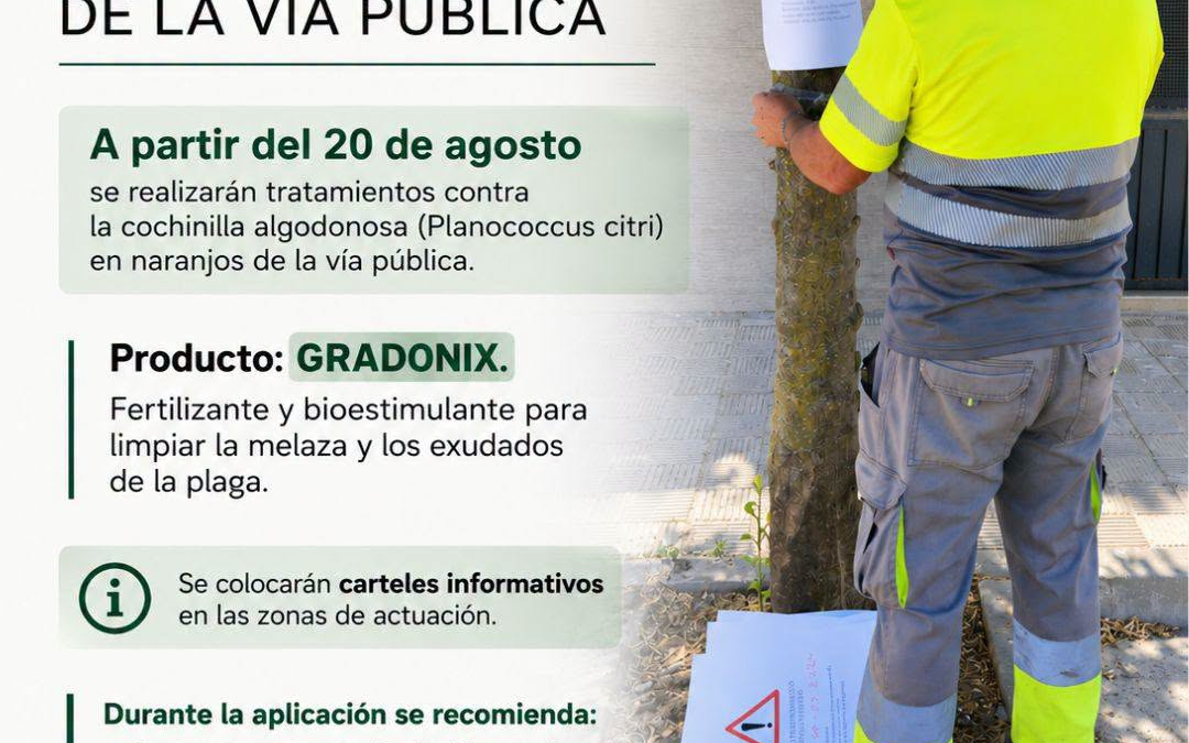 El Ayuntamiento de Utrera inicia un tratamiento en los naranjos de la vía pública contra la cochinilla algodonosa