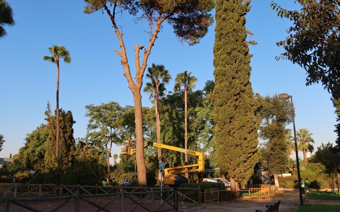 El consistorio reforestará la zona de juegos infantiles del Parque de Consolación con árboles de copa ancha