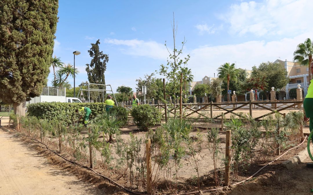 Restaurada la zona del Parque de Consolación tras la retirada del pino de gran porte