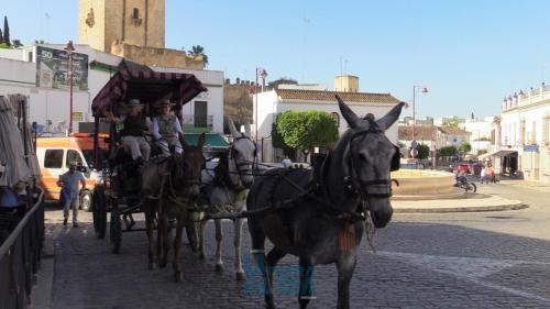 Romeria-el-rocio-2024-111